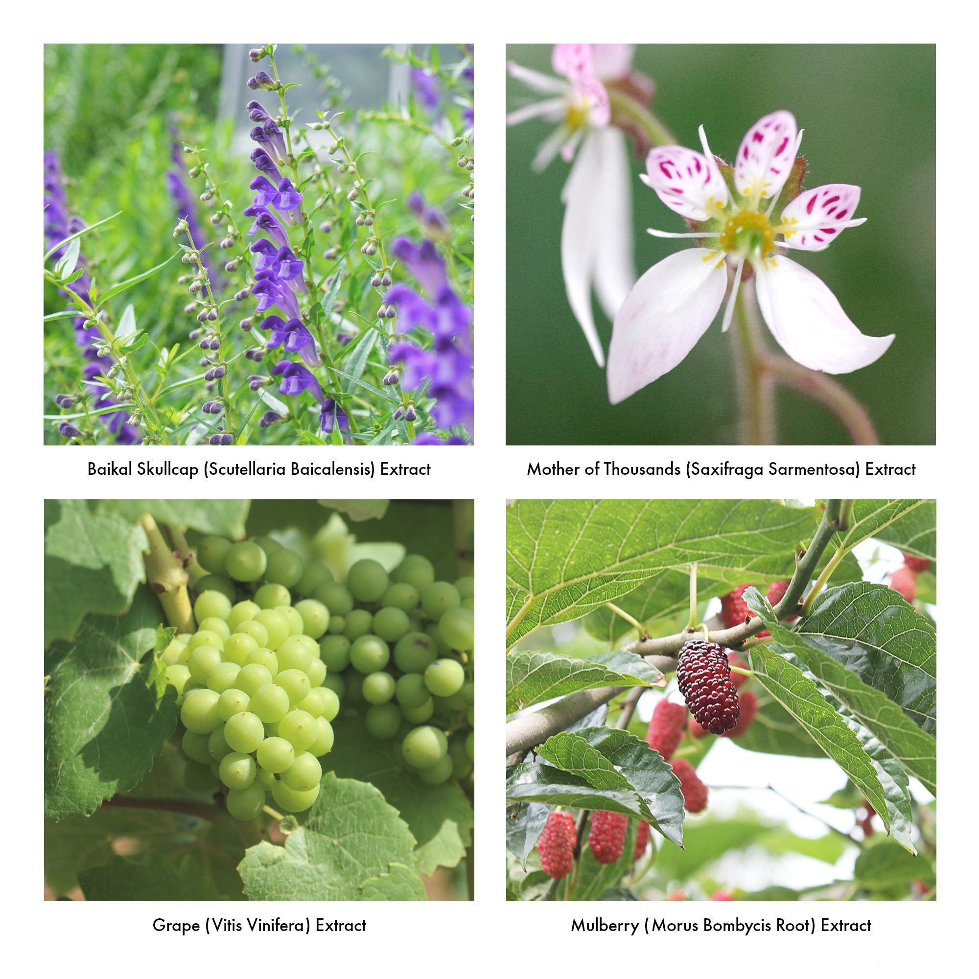 iroha INTIMATE WASH (FOAM TYPE) Bergamot and Bitter Orange Set