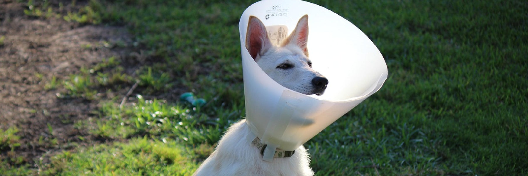 A dog wearing a cone as a metaphor for a man who just had a vasectomy